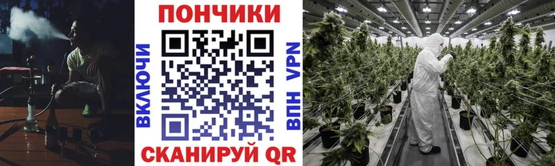 купить закладку Новосиль Канабис сатива